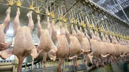 SON DAKİKA: Tavuk ihracatı durduruldu!