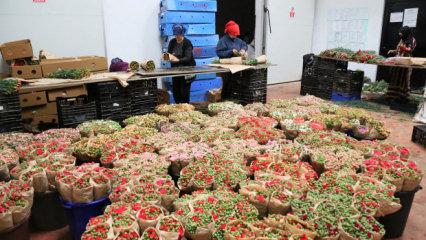 T&uuml;rk &ccedil;i&ccedil;eğinde ihracat rekoru: Bu rakama ilk kez ulaşıldı