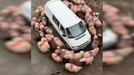 Trabzon'daki o minib&uuml;s&uuml;n etrafında d&ouml;nen koyunlar bize ne anlatıyor?