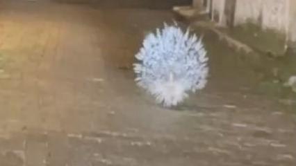 Aydın'da da g&ouml;r&uuml;ld&uuml;: Afrika ve Akdeniz'in en tehlikeli hayvanları arasında