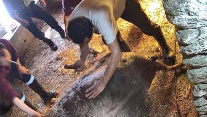 Ameliyathane değil ahır! İneğe ekmek bı&ccedil;ağıyla sezaryen yaptılar