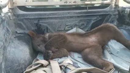 Ayı bayıltan bal olarak &uuml;nlenmişti: Deli bal fiyatıyla dudak u&ccedil;uklatıyor