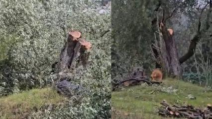 Bakan Yumaklı'dan CHP'nin zeytin ağacı katliamına tepki!