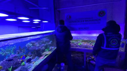 Bakanlık devreye girdi: 85 binden fazla hayvan ele ge&ccedil;irildi!