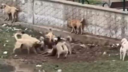 Diyarbakır'da kameraya yansıdı: K&ouml;pekler, başka bir k&ouml;peğe saldırdı