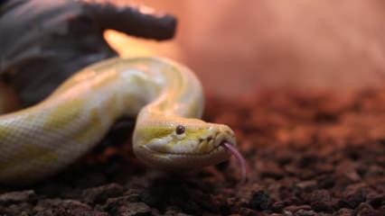 D&uuml;nyanın en b&uuml;y&uuml;kleri arasında! Konya'da korumaya alındı