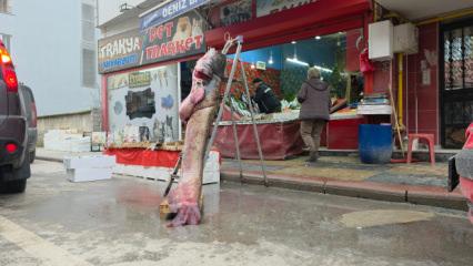 Edirne'de taşkın dev balığı kıyıya attı: Tam 102 kilogram! Fiyatı cep yaktı 