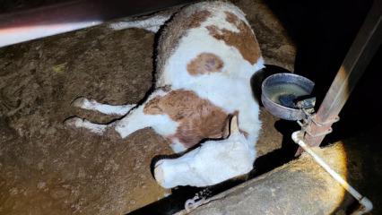 Elektrik ka&ccedil;ağı 8 b&uuml;y&uuml;kbaş hayvanı telef etti