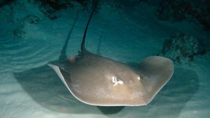 Farklı t&uuml;rden pek &ccedil;ok vatozun yuvası: Maldivler&rsquo;in su altı yaşamı g&ouml;r&uuml;nt&uuml;lendi