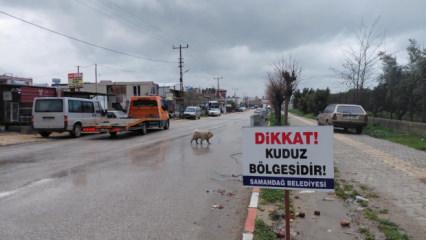 Hatay'da 4 mahalle kuduz nedeniyle karantinaya alındı