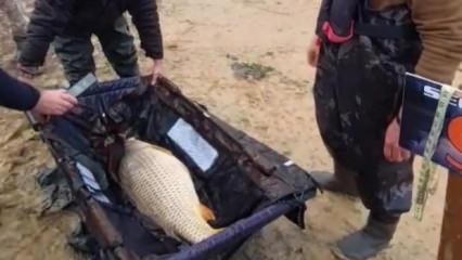 İstanbul'da yakaladıkları dev balığı suya bırakıp bir de isim verdiler!