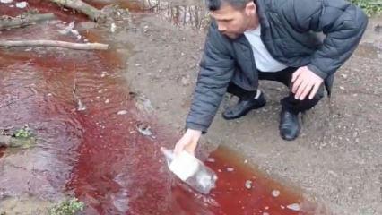 İstanbul&rsquo;un i&ccedil;me suyunda korkutan manzara: Kırmızı renkte ve k&ouml;p&uuml;kl&uuml;!