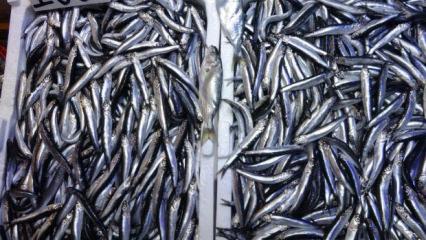 Karadeniz'de sezon sonu bereketi