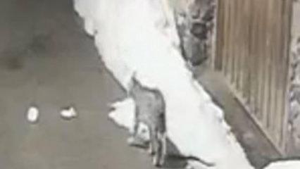 K&ouml;yde kedi avlayan vaşak kamerada