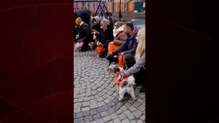 Milyonluk cins k&ouml;pekleriyle şov yaptılar sokak k&ouml;peğini aralarına almayıp uzaklaştırdılar