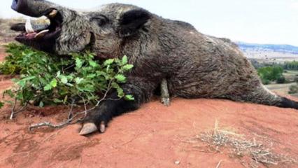 Samsun&rsquo;da avlanma pulundan elde edilen gelir dudak u&ccedil;uklattı 