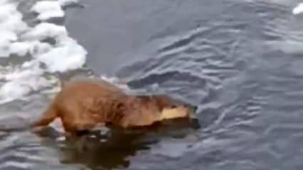 Su samuru, buz &uuml;st&uuml;nde balık yerken g&ouml;r&uuml;nt&uuml;lendi