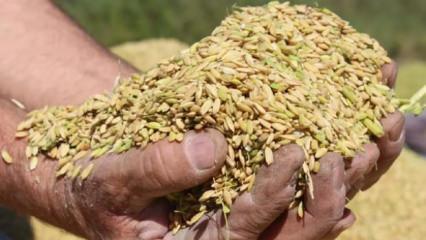 TMO lisanslı depolardaki buğdayı g&uuml;nl&uuml;k satışa a&ccedil;ıyor