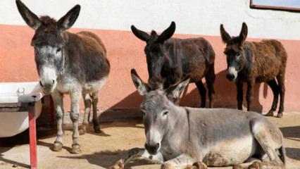 T&Uuml;İK'ten ilgin&ccedil; araştırma: Son 20 yılda at, eşek ve katırda b&uuml;y&uuml;k d&uuml;ş&uuml;ş