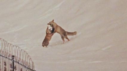 Dron &ouml;yle bir g&ouml;r&uuml;nt&uuml; kaydetti ki! İzleyenler tekrar tekrar oynattı