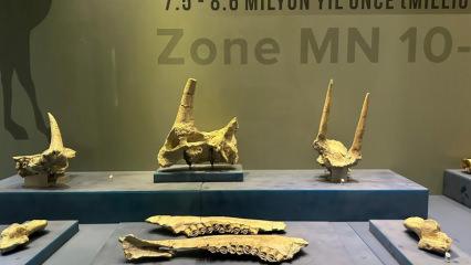 8 milyon yıl &ouml;ncesine ışık tutuyor: 40 bin kişiyi ağırladı