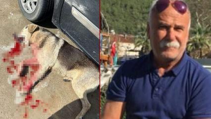 Muğla'da tavuklarını yiyen 2 k&ouml;peği &ouml;ld&uuml;ren şahıs tutuklandı 