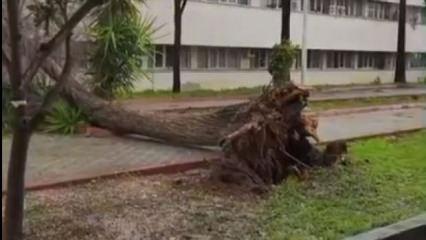 Adana'da fırtına ağa&ccedil;ları yerinden s&ouml;kt&uuml;