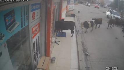 Batman'da sahibinden ka&ccedil;an ineklerin bir iş yerine girdiği anlar kamerada