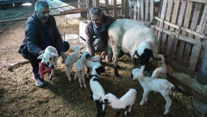 Denizli'de besiciler g&ouml;rd&uuml;ğ&uuml; manzara karşısında sevin&ccedil;ten havalara u&ccedil;tu! 