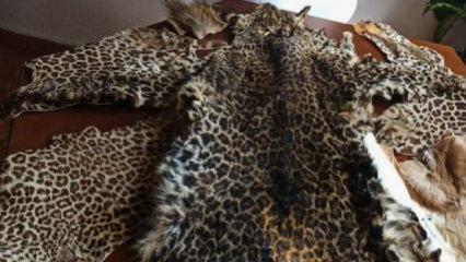 &Ccedil;ukurova'da yasa dışı yaban hayvanı &uuml;r&uuml;nleri ele ge&ccedil;irildi