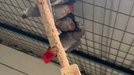 İstanbul Havalimanı'nda 2 yolcunun bagajından 20 Afrika papağını &ccedil;ıktı