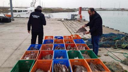 Ka&ccedil;ak avlanan 850 kilo kalkan balığına el konuldu