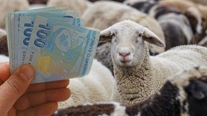 K&uuml;&ccedil;&uuml;kbaş hayvan desteği ne zaman verilecek? Takvim a&ccedil;ıklandı!