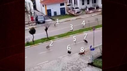 Okul yolunda k&ouml;pek ter&ouml;r&uuml;! Aileler "Saldırırlarsa sorumlusu kim olacak?" diye  sordu