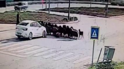 Otomobilin koyun s&uuml;r&uuml;s&uuml;n&uuml;n arasına daldığı anlar kamerada