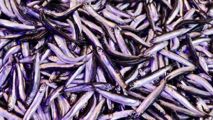 Trabzon'da ramazanda balığa olan ilgi devam ediyor