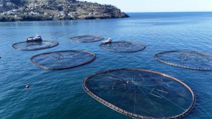 T&uuml;rk somonu d&uuml;nyaya a&ccedil;ılıyor: Rusya, Japonya, G&uuml;ney Kore ve İspanya'ya gidiyor