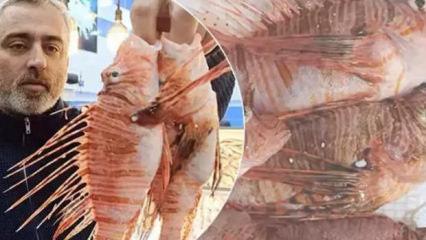 Tezgaha &ccedil;ıkması yasak ama kapış kapış gidiyor