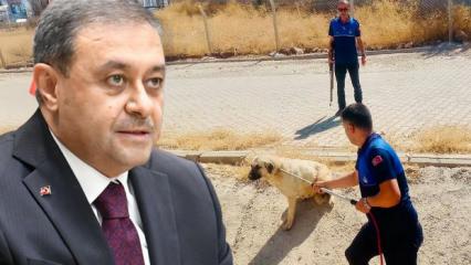 Vali resmen duyurdu! Bir b&uuml;y&uuml;kşehrimizde tek bir sokak k&ouml;peği dahi kalmadı