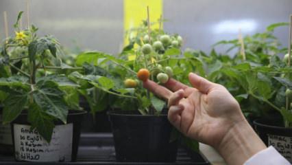 Koloni planlarına T&uuml;rk imzası: Ay ve Mars toprağında domates yetişti!