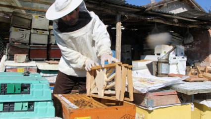 Amasya'da ilgin&ccedil; se&ccedil;im: Kazananı arılar belirleyecek