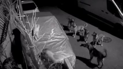 Başıboş k&ouml;pek dehşeti kamerada: Kediyi par&ccedil;aladılar