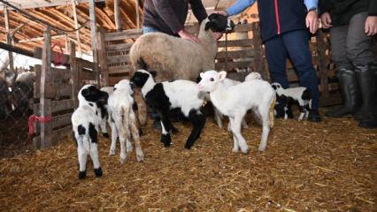 Besici g&ouml;rd&uuml;ğ&uuml; manzarayla bayram etmişti: 9 doğuran koyuna ziyaret