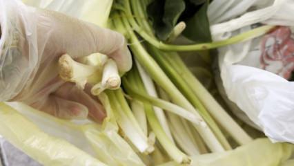 Ağzına alır almaz fenalaştı: Pazı diyerek aldığı ot zehirli &ccedil;ıktı 