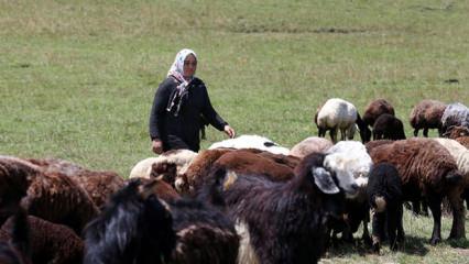 &Ccedil;ift&ccedil;iler hayvancılığa destek projesinden memnun!
