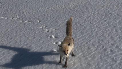 Dron &ouml;yle bir g&ouml;r&uuml;nt&uuml; kaydetti ki! İzleyen g&uuml;zelliğine doyamadı