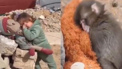 D&uuml;nya maymun Punch'ı konuşurken K&uuml;ba iki y&uuml;zl&uuml;l&uuml;ğ&uuml; haykırdı