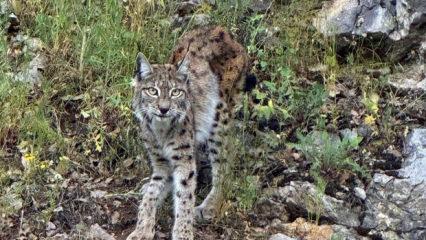 Erzincan'da g&ouml;r&uuml;nt&uuml;lendi: Avlamanın cezası 870 bin TL