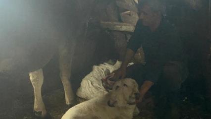 Erzurum'da &ccedil;ift başlı buzağı d&uuml;nyaya geldi