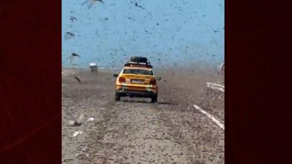 Fas'ta milyonlarca &ccedil;ekirge otoyolu istila etti